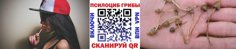 Псилоцибиновые грибы Psilocybine cubensis  Купить где  Ардон 